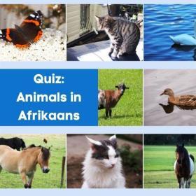 Afrikaans Animals Quiz Cover