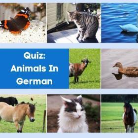 German Animals Quiz Cover