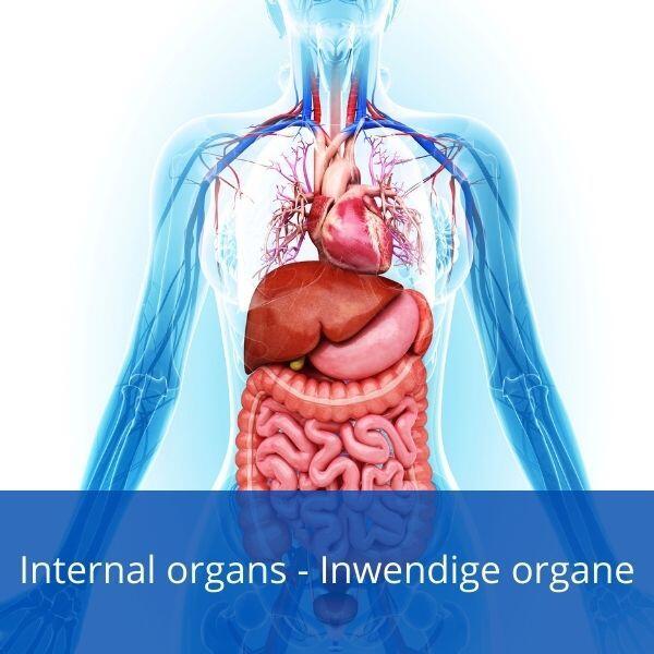 Internal organs in Afrikaans