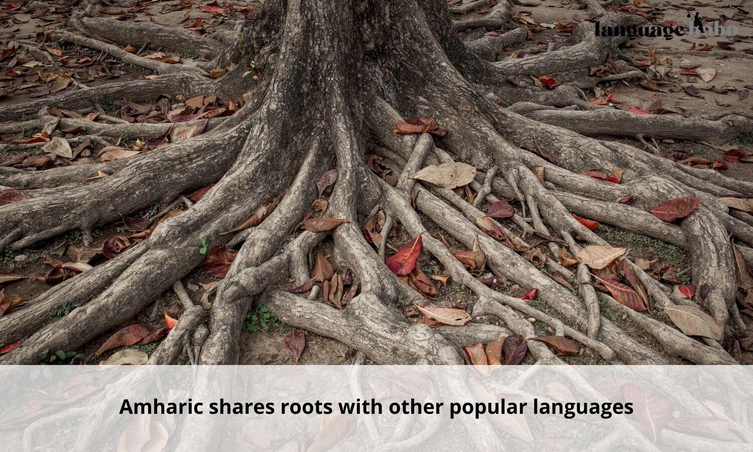Amharic shares roots with other languages