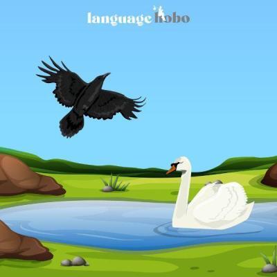 The Raven and the Swan