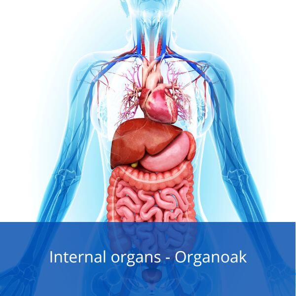 Internal Organs in Basque