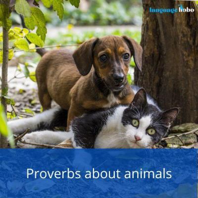 Proverbs about animals