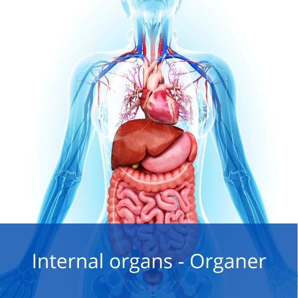 Internal organs in Danish