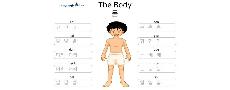 Korean Worksheets for Beginners: The Body [FREE PDF DOWNLOAD]